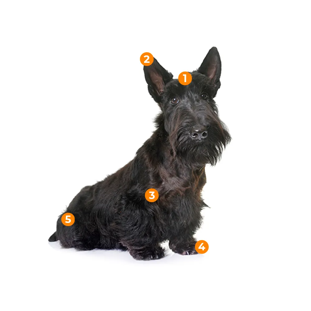 caracteristicas fisicas